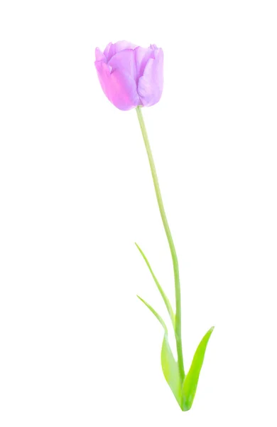 Estúdio Tiro Tulipa Roxa Com Folhas Verdes Flor Tulipa Violeta — Fotografia de Stock