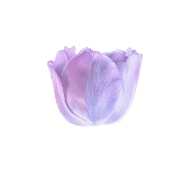 Lila Tulip Flower Isolerad Vit Bakgrund — Stockfoto