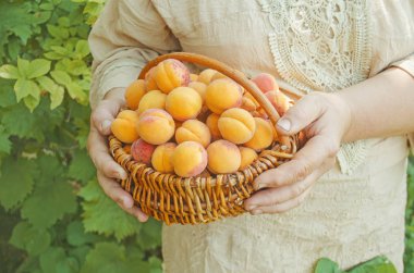 Olgun kayısı bahçesinde sepetle. Olgun kayısı yeşil zemin üzerine. Taze kayısı
