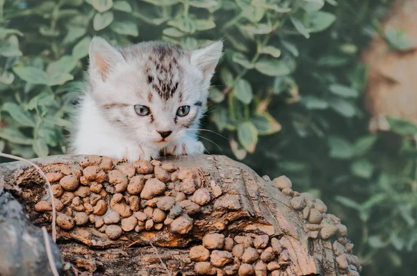 Gatito Sentado Campo Con Flores Gatito Esponjoso Aire Libre Hierba — Foto de Stock