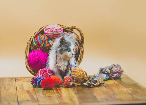 Cute little kitten playing with knitting accessories. Cat sits in a basket with balls of knitting. Kitten playful on a wooden background