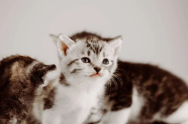 Małe Kociaki Jasnym Tle Grupa Puszysty Kotek Pozowanie Jasnym Tle — Zdjęcie stockowe