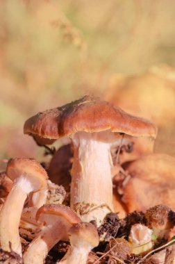 Sonbahar ormanda büyüyen mantar armillaria mellea. Tatlım mantar mantar