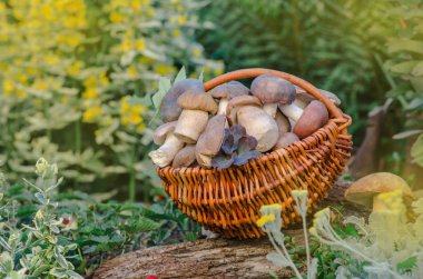  Mantar bir sepet içinde toplanır. Mantar bir sepet içinde. Yenilebilir mantar sepeti