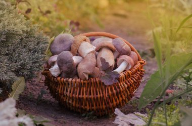 Büyük sepet mantar. Yabani mantar wickered sepet içinde. Orman malzeme çekme mantar 
