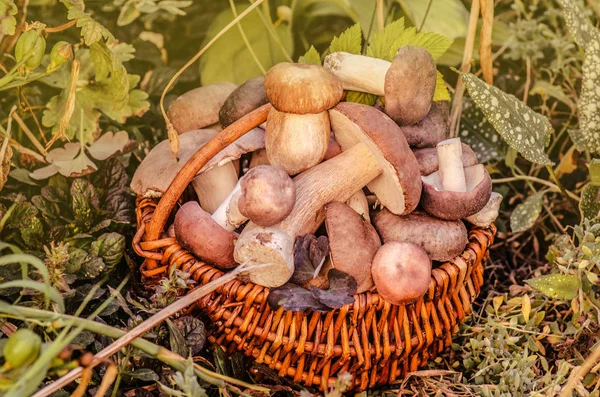 Mushrooms collected in a basket. Mushrooms in a basket. Basket with edible mushrooms