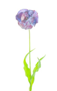 Beyaz arka plan üzerinde izole özgün egzotik olağandışı papağan mavi lale