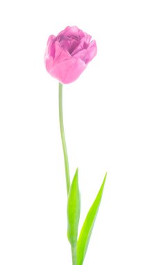  Stüdyo mor lale izole bir kadeh. İzole mor menekşe Lale çiçek