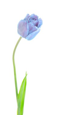  Stüdyo mor lale izole bir kadeh. İzole mor menekşe Lale çiçek