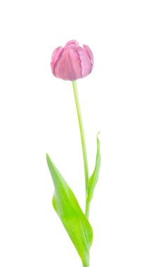 Beyaz arka plan üzerinde izole bahar çiçek pembe Lale. 