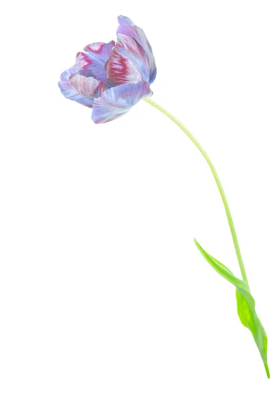 Blue Tulip Isolated White Background — Stock Photo, Image