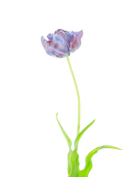 Original Exótico Papagaio Incomum Tulipa Azul Isolado Fundo Branco — Fotografia de Stock