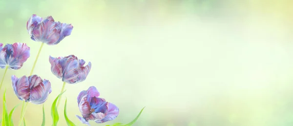 田野里有五颜六色的紫色郁金香在春天 蓝色新鲜生长的郁金香在庭院与拷贝空间 — 图库照片