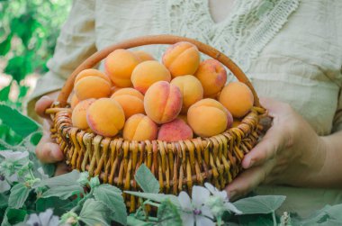  Bir sepet kayısı dolu tutan çiftçi. Kayısı sepeti