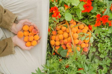 Hasat kayısı tam sepet. Çiftlik meyve bahçesi taze kayısı sepeti. Kayısı meyve hasat, çiftçi. Kopya alanı ile üstten görünüm.