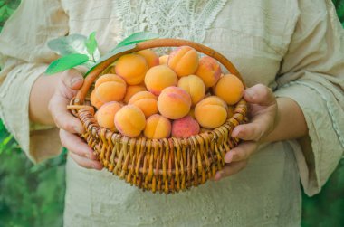 Meyve kayısı hasat. Bahçe kadın kıdemli. Hasat sonra olgun kayısı.