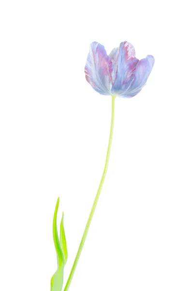 Tulipa Azul Isolado Fundo Branco — Fotografia de Stock