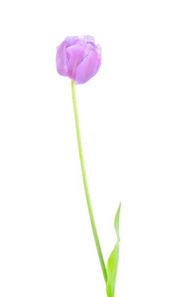 Estudio Plano Tulipán Púrpura Con Hojas Verdes Flores Tulipán Violeta — Foto de Stock