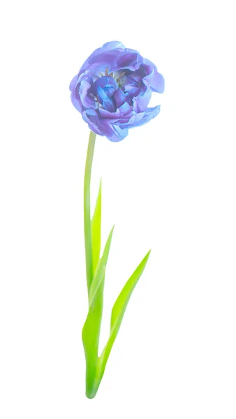 Tulipa Azul Isolada Branco Tulipa Azul Isolada — Fotografia de Stock