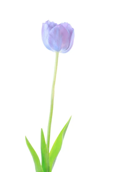 Flor Tulipán Azul Primaveral Aislada Sobre Fondo Blanco Tulipán Azul — Foto de Stock