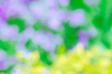 Bulanıklık ve yumuşak odak alan bahçe çiçek dolu. Çimen çiçek alan bokeh güneş ışığı ile. Çiçek bokeh arka plan. Renkli bokeh yumuşak odak çiçek arka plan bulanıklık