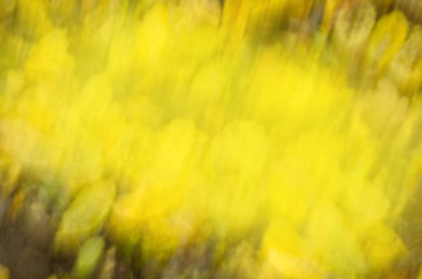 Sonbahar manzara arka plan bulanık. Güzel doğa bokeh orman arka plan yaprak. Sonbahar doğal bokeh zemin