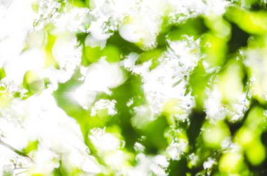 Taze doğal yeşil bokeh etkisi arka plan. Boş bulanık şehir park arka plan