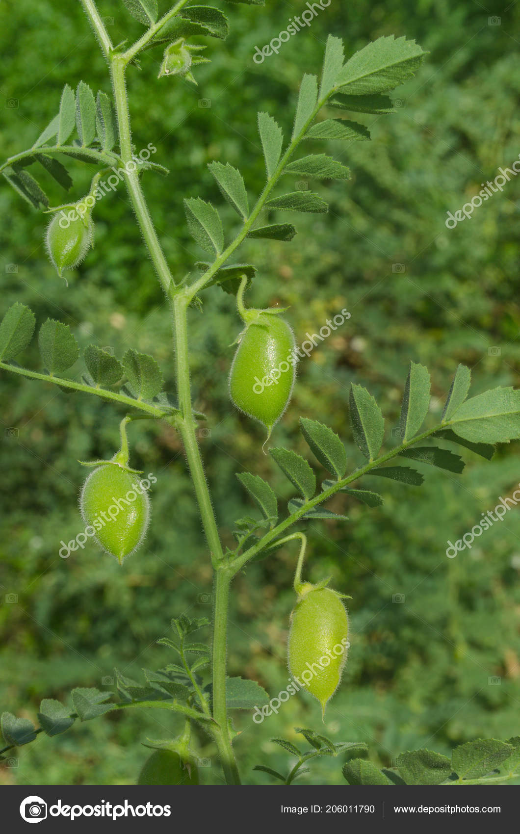 Garbanzo Vaina Verde Garbanzos Verdes Vaina Detalle Planta Garbanzos