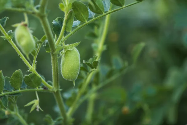 Ρεβίθι Γκόμενα Pea Φυτό Cicer Arietinum Για Υποκατάστημα Των Φυτών — Φωτογραφία Αρχείου