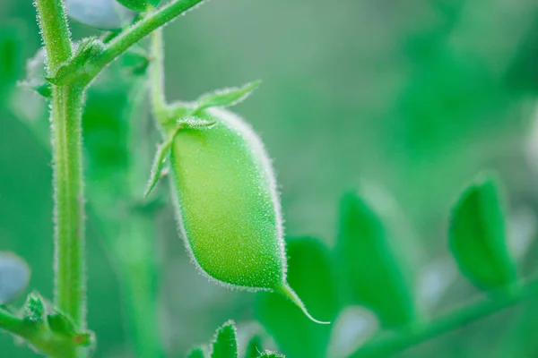 Ρεβίθι Γκόμενα Pea Φυτό Cicer Arietinum Για Υποκατάστημα Των Φυτών — Φωτογραφία Αρχείου