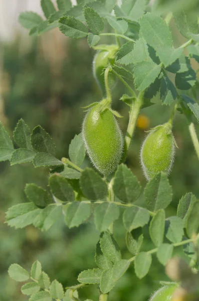 Lentil plant growing close up. Lentil field and lentil plant. Lentil plant Lens culinaris in the home grow garden