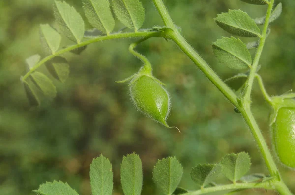 Lentil plant growing close up. Lentil field and lentil plant. Lentil plant Lens culinaris