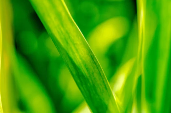 Frische Natürliche Grüne Bokeh Effekt Hintergrund Leerer Verschwommener Stadtpark Hintergrund — Stockfoto