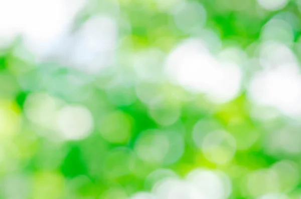 Frische Natürliche Grüne Bokeh Effekt Hintergrund Leerer Verschwommener Stadtpark Hintergrund — Stockfoto