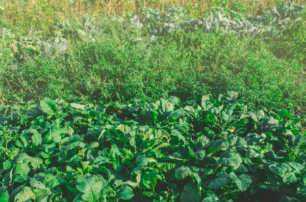 Zöldségek Termesztése Konyhakert Háztáji Hivatalos Kerti Zöldségek — Stock Fotó
