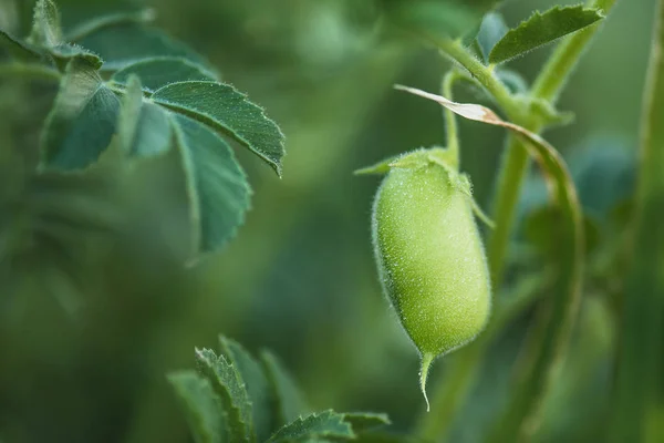 Ρεβίθι Γκόμενα Pea Φυτό Cicer Arietinum Για Υποκατάστημα Των Φυτών — Φωτογραφία Αρχείου