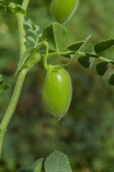 Lentil plant growing close up. Lentil field and lentil plant. Lentil plant Lens culinaris . Macro food background.