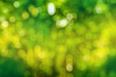 Yeşil arka plan bulanık. Yeşil bokeh odak yeşillik arka plan dışarı. Taze yeşil biyo soyut arka plan bulanık.