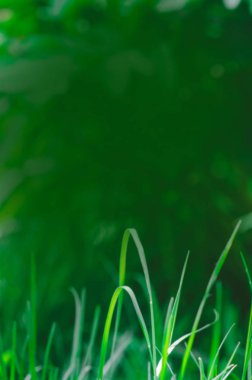 Yeşil arka plan bulanık. Yeşil bokeh odak yeşillik arka plan dışarı. Taze yeşil biyo soyut arka plan bulanık.