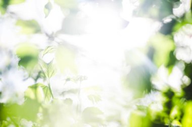 Taze doğal yeşil bokeh etkisi arka plan. Boş bulanık şehir park arka plan