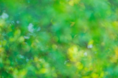 Bokeh doğa arka plan için bırakır. Doğal bokeh bulanık. Bokeh ışık arka plan. Yeşil bokeh arka plan. Ufuk yeşil arka plan