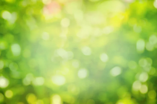 Green blurred background. Green bokeh out of focus foliage background. Fresh green bio abstract blurred background.