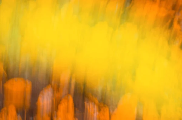 Őszi Táj Elmosódott Háttér Őszi Levelek Gyönyörű Természet Bokeh Erdő — Stock Fotó