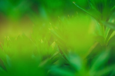 Boş bulanık şehir park arka plan. Yeşil arka plan bulanık. Doğal yeşil arka plan