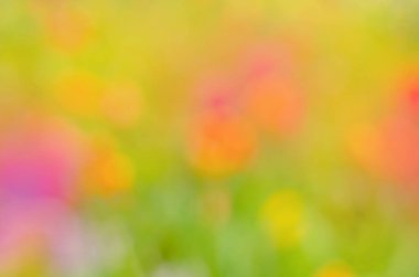  Çiçek bokeh arka plan. Renkli bokeh yumuşak odak çiçek arka plan bulanıklık. Bulanık bokeh çiçek arka plan