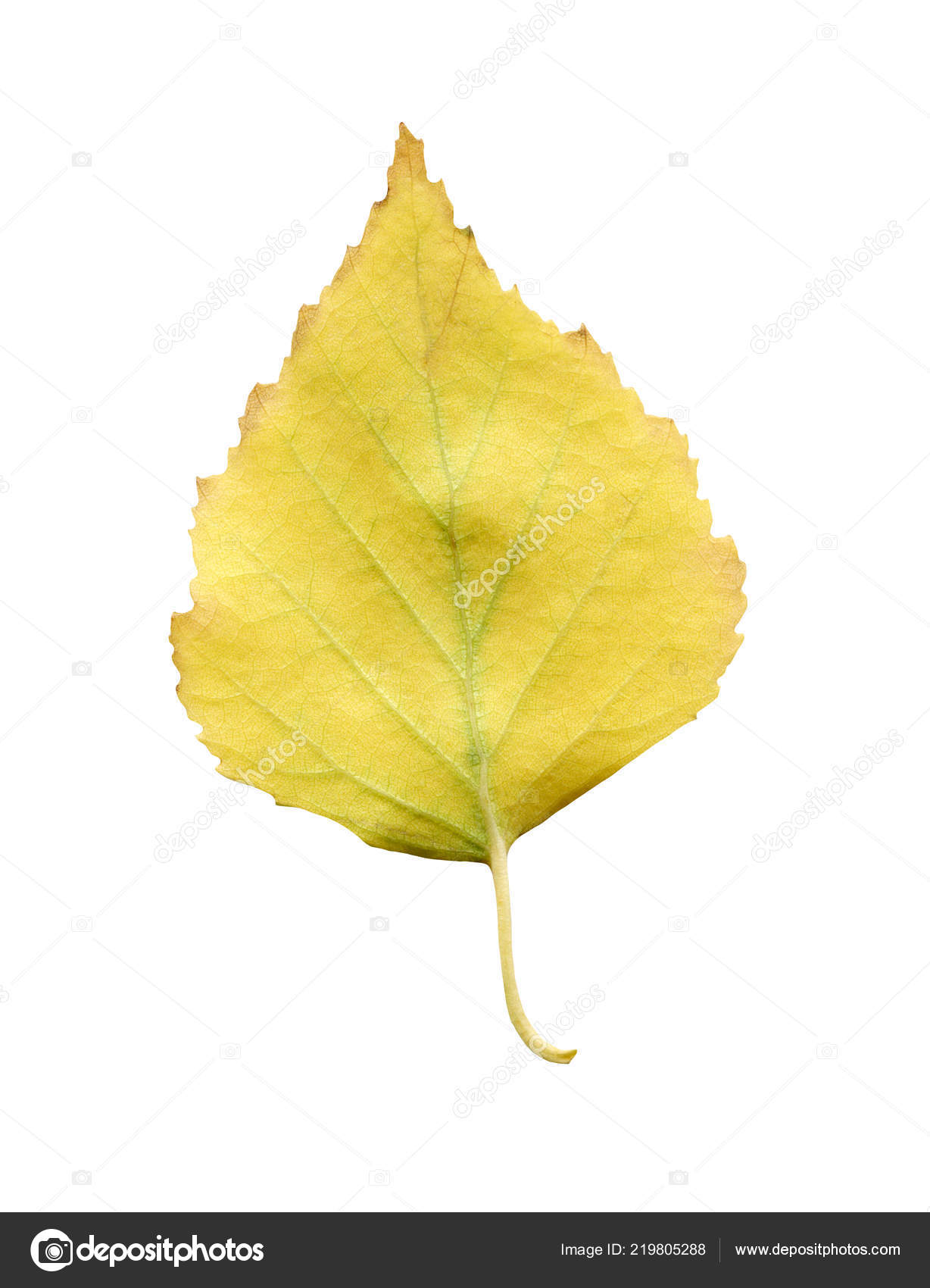 Single Silver Birch Tree Leaf White Background Stock Photo Image By C Lesichkalll27 Gmail Com