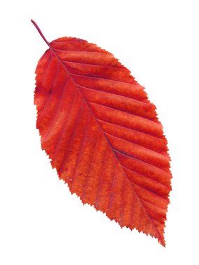 Elm yaprak sonbahar kırmızı renklerde. Sonbahar elm yaprak izole