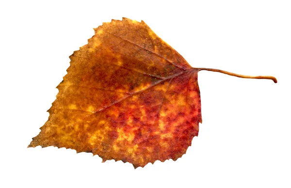 Herfstbladeren Van Aspen Geïsoleerd Populus Tremula Herfstblad Geïsoleerd — Stockfoto