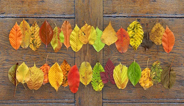 Colorful texture of autumn leaf. Autumn leaf on wood background
