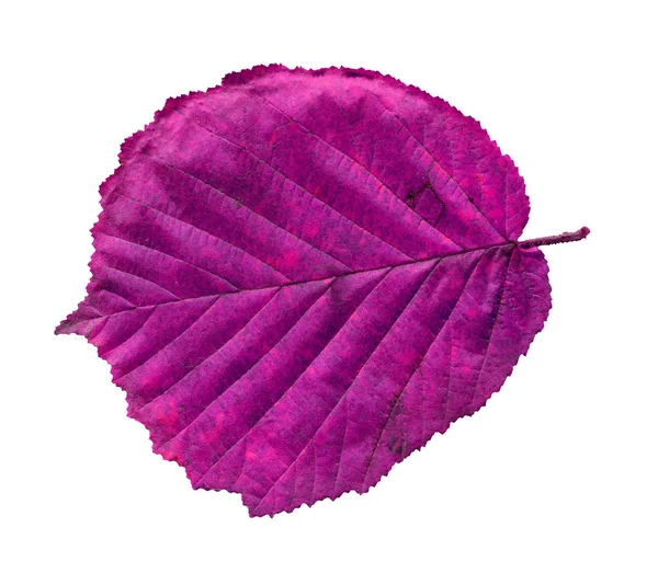 Alder Purple Leaf Isolated White Beautiful Bright Colorful Autumn Leaf — Stock Photo, Image